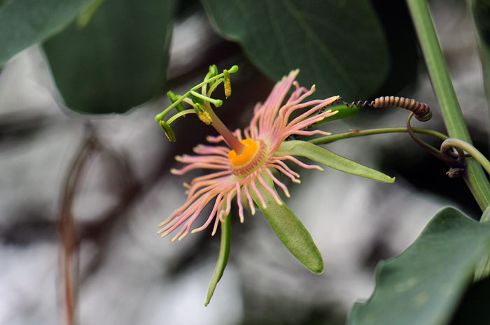 Passiflora mexicana, Mexican Passionflower